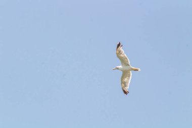 Sarı bacaklı bir martı Gökyüzünde süzülüyor