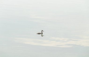 Su kuşu Great Crested Grebe sakin gölde yüzüyor..