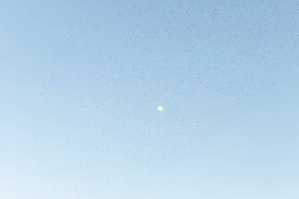 Gruppo Uccelli Che Volano Nel Cielo — Foto Stock