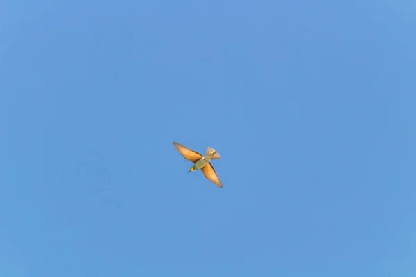 飞行中的欧洲蜂鸟吃着飞行中的Merops蚜虫翅膀在蓝天下展翅飞翔 — 图库照片
