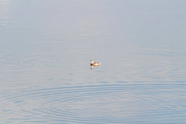 stock image Great crested grebe spotted among the reeds