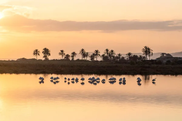 Eine Gruppe Flamingos Versammelt Sich Bei Sonnenuntergang Auf Dem See — Stockfoto