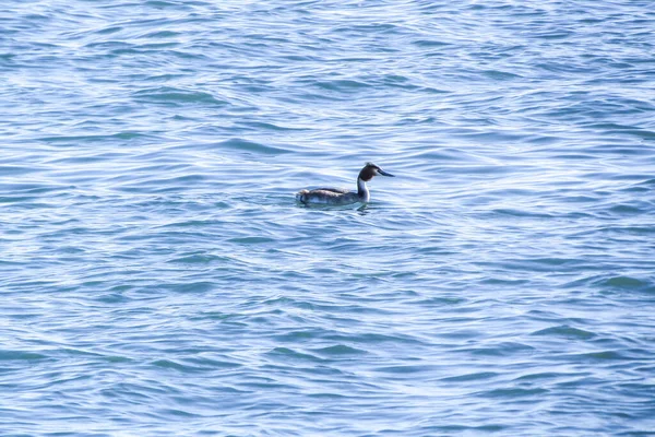 Stock image A Great Crested Grebe Serenely Resting on the Azure Waters of the Sea