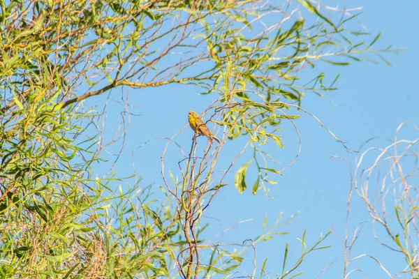 緑豊かな枝の上のシネリーフィンチ — ストック写真