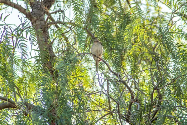 Swift Warbler Pered Lush Green Tree Branch — стоковое фото