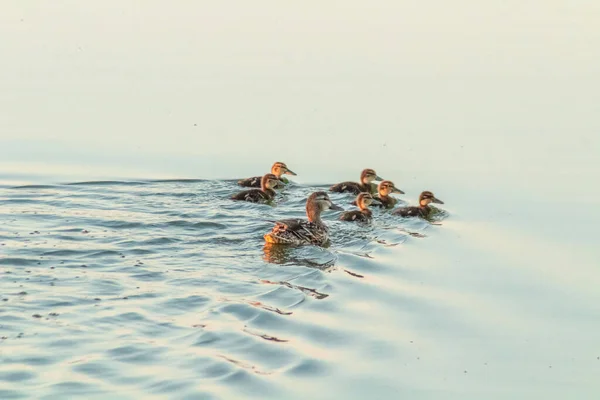 Mallard Eend Eenden Zwemmen Het Water — Stockfoto