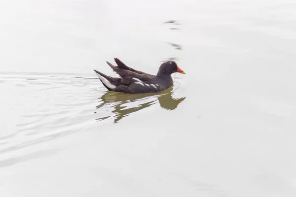 Ruhige Moorhühner Schwimmen Wasser — Stockfoto
