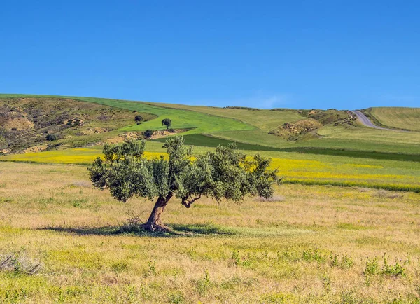 Uma Bela Árvore Campo Amarelo Testour Beja Tunísia — Fotografia de Stock