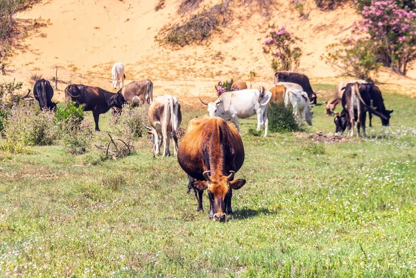 Una Pintoresca Escena Una Manada Vacas Pastando Los Verdes Pastos — Foto de Stock