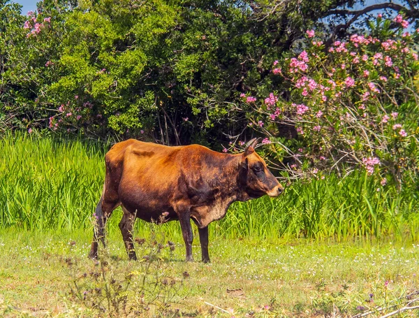 Una Majestuosa Vaca Pastando Exuberante Verde Naturaleza — Foto de Stock