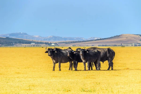 Herd Cattle Grazing Yellow Field Ichkeul Bizerte Túnez Norte África — Foto de Stock