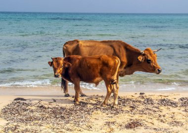 Sahilde iki öküz