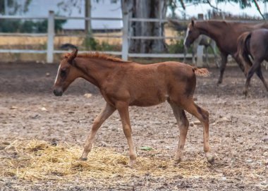 Yükselen taylar için bir Paddock