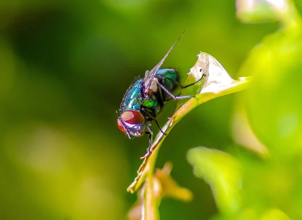 Yeşil Yaprak Üzerinde Yaygın Yeşil Şişe Sineği Makro Fotoğraf — Stok fotoğraf