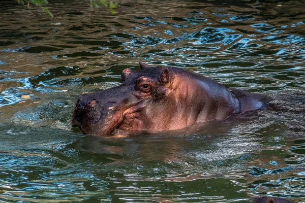 Hipopótamo Nadando Água — Fotografia de Stock