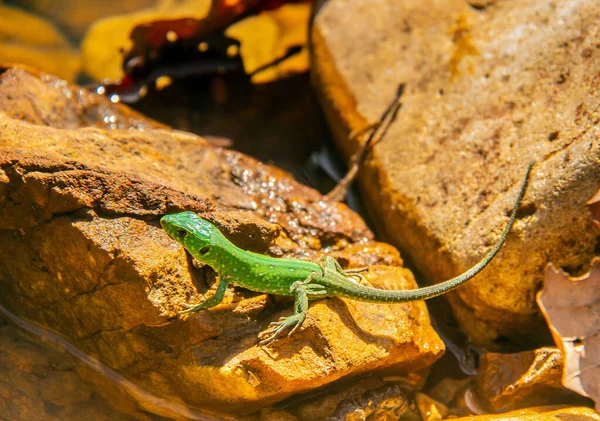 stock image Podarcis waglerianus Lizards in the Wild