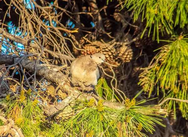 Τουρκικό Περιστέρι Χελώνας Πουλιά Κλαδί Δέντρου — Φωτογραφία Αρχείου