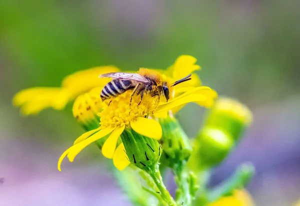 Honey Bee Coletando Néctar Uma Folha Amarela Fotografia Macro — Fotografia de Stock