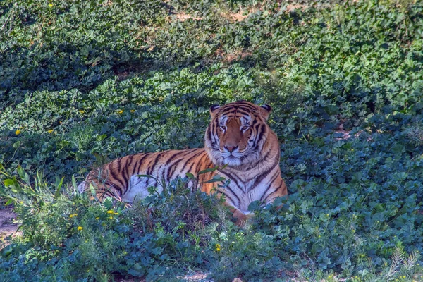 Tigre Sibérie Majestueux Animal Sauvage Forêt — Photo