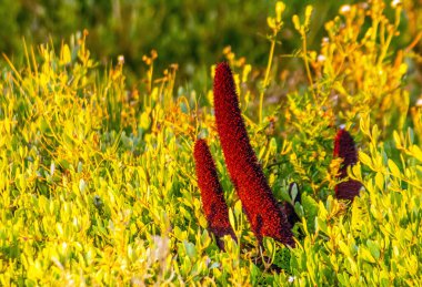 Echium Wildpretii Yüksek İrtifada Bulunan Görkemli Bir Bitki