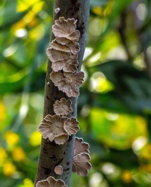 Splitgill Mantarı: Özellikler, Habitat ve Kullanımlar