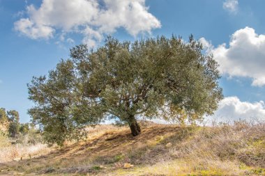Dokunulmamış Doğanın Huzurunda Büyüleyici Güzel Ağaç