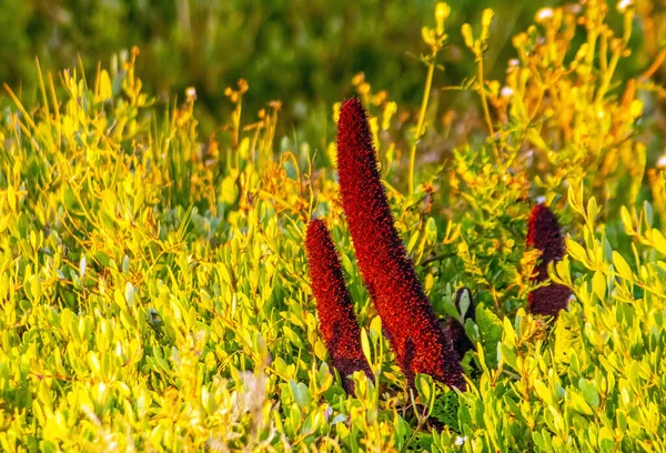 Echium Wildpretii Une Plante Majestueuse Trouvée Haute Altitude — Photo