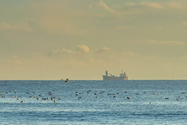Pássaros Empoleirados Praia Com Vista Para Horizonte Infinito Oceano — Fotografia de Stock