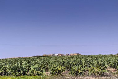 Tunus 'ta Berberi İncir Kaktüsü, Doğa Fotoğrafçılığı.