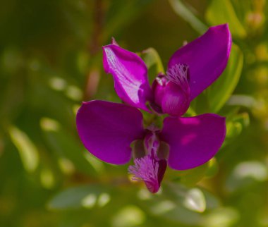 Polygala Myrtifolia, Mor Çiçekli Evergreen Çalısı.