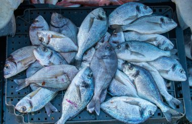 Balıkçılıktan toplanan Gilt-head Bream Lezzetli Yakalayış.