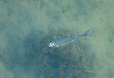 Düz kafalı Gri Tekir Balığı Denizde Yüzüyor.