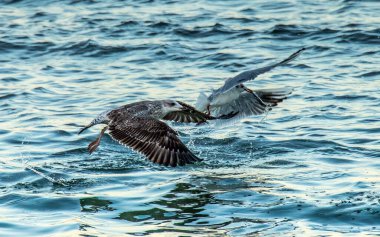 Sudaki büyük siyah sırtlı martı: Majestic Seabirds in Their Natural Habitat.