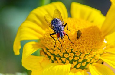 sinek üzerinde sarı çiçek.