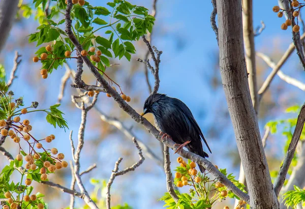 Starling Sem Manchas Sentado Uma Árvore Fotografia Pássaros — Fotografia de Stock