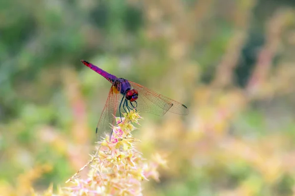 Insectes Libellules Sur Une Fleur Macro Photographie — Photo