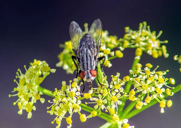 Sarcophaga Carnaria Insectes Sur Une Fleur Macro Photographie — Photo