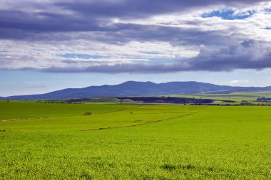 Tunus 'ta Mateur' u çevreleyen kırsal bölgeyi keşfetmek