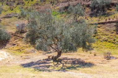 Testour - Eşsiz Tarihi ve Mimarisi olan Büyüleyici bir kasaba