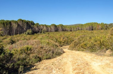 Beni Mtir Dağı 'ndaki Orman Manzarası, Jendouba, Tunus.