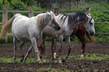 Kuzey Tunus 'ta At Sürme Maceraları