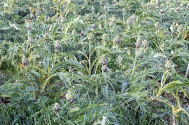 Tarlada tarım: Tunus 'ta Artichoke Sebzeleri.