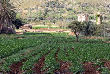 Başlık: Bizerte, Tunus Bölgesindeki Tarımda Tarım.