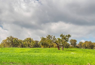 Ain Soltane, Jendouba, Tunus Dağlarında Manzaralı Yeşil Leke.