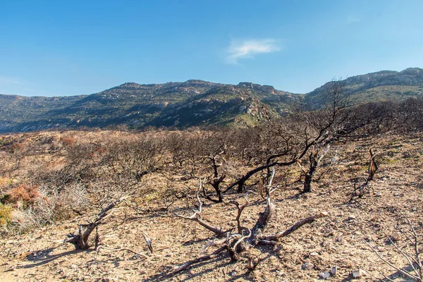 stock image Leafless Trees Amidst the Mountain Landscape