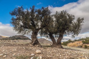 Thigibba 'da Zeytin Ağaçları Hamamı Zouakra, Siliana, Tunus
