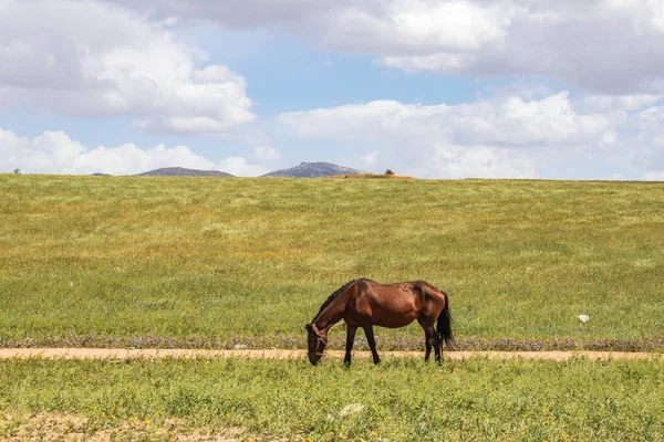 Graceful Hucul Pony Vagando Desierto — Foto de Stock