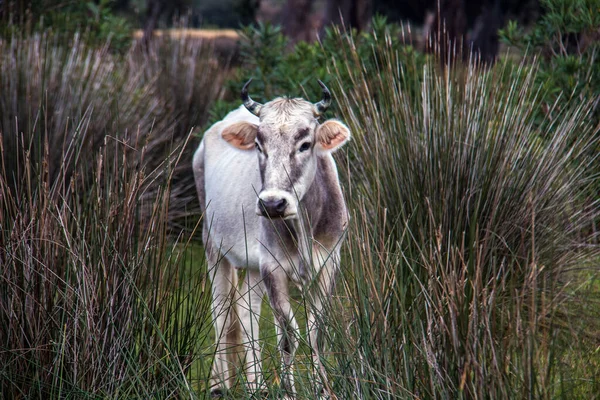 Podolica Cattle 속에서 번성하는 — 스톡 사진