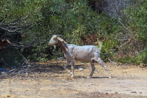 Sahelian Goat Fedezze Fel Egyedülálló Fajtát Természetes Élőhelyén — Stock Fotó