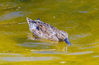 Evcil Ördek Yüzmekten Hoşlanıyor